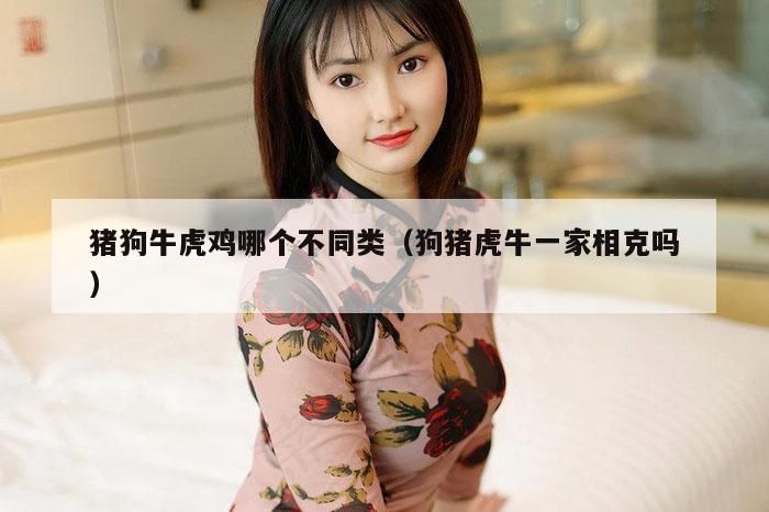 猪狗牛虎鸡哪个不同类（狗猪虎牛一家相克吗）